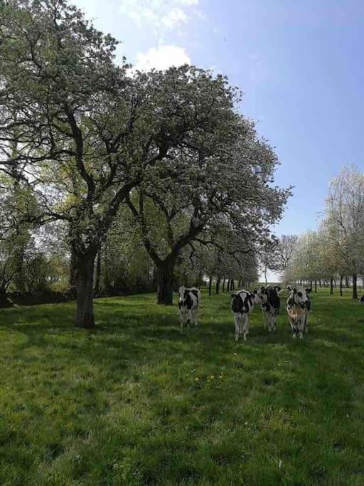 Gite Ferme Cidricole Et Laitiere Villa Magny-le-Desert Ngoại thất bức ảnh