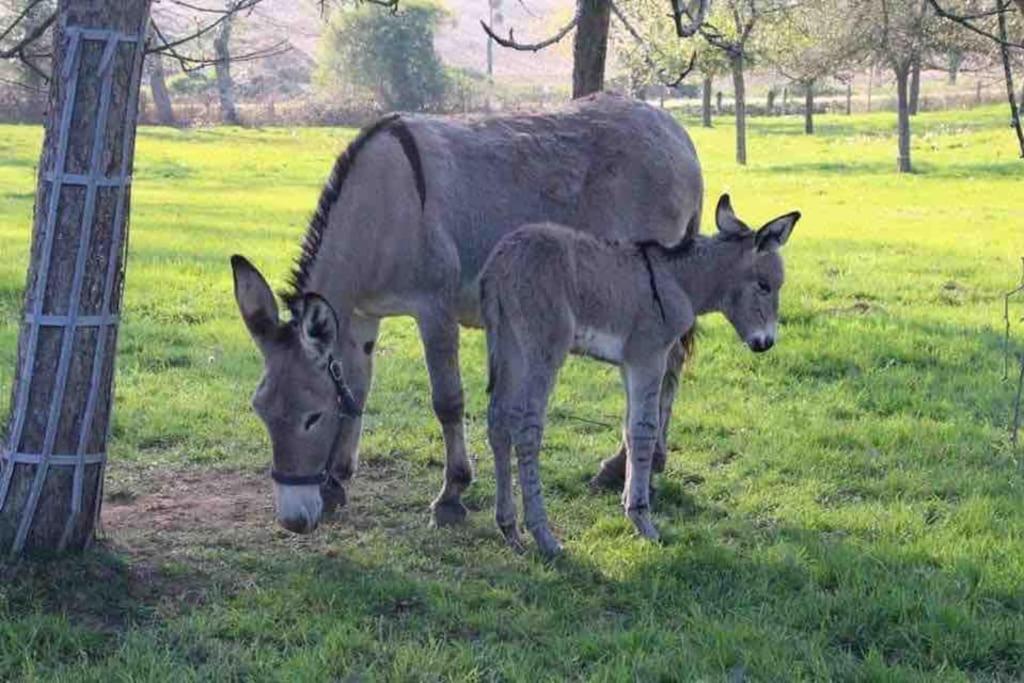 Gite Ferme Cidricole Et Laitiere Villa Magny-le-Desert Ngoại thất bức ảnh